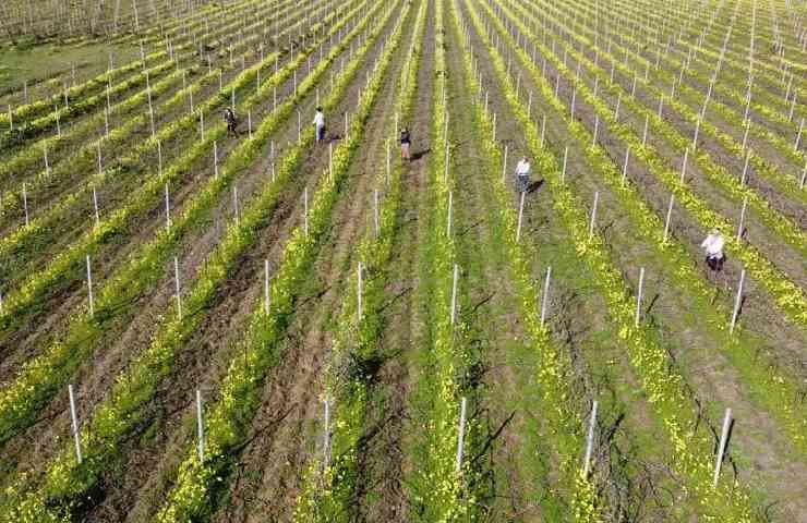 Filari del vigneto Tenute Lu Spade di Brindisi