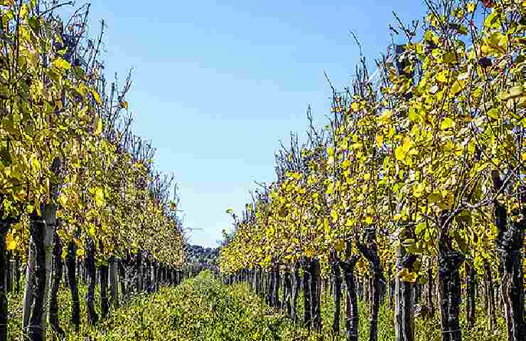 Vitigno Azienda Vinicola Trebes