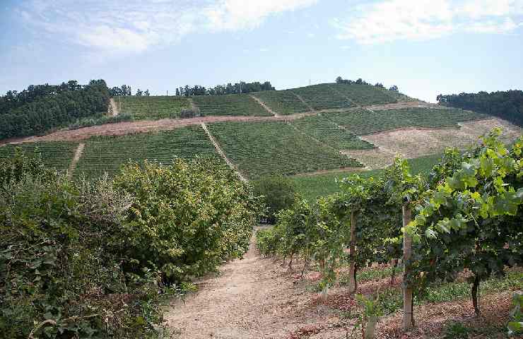 Vigneti della Cantina Malabaila