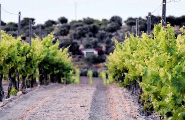 Vigneto dell'Azienda Agricola Terre di Noto