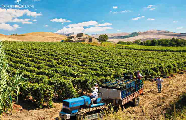 Vitigno dell'Azienda Agricola Principe di Corleone