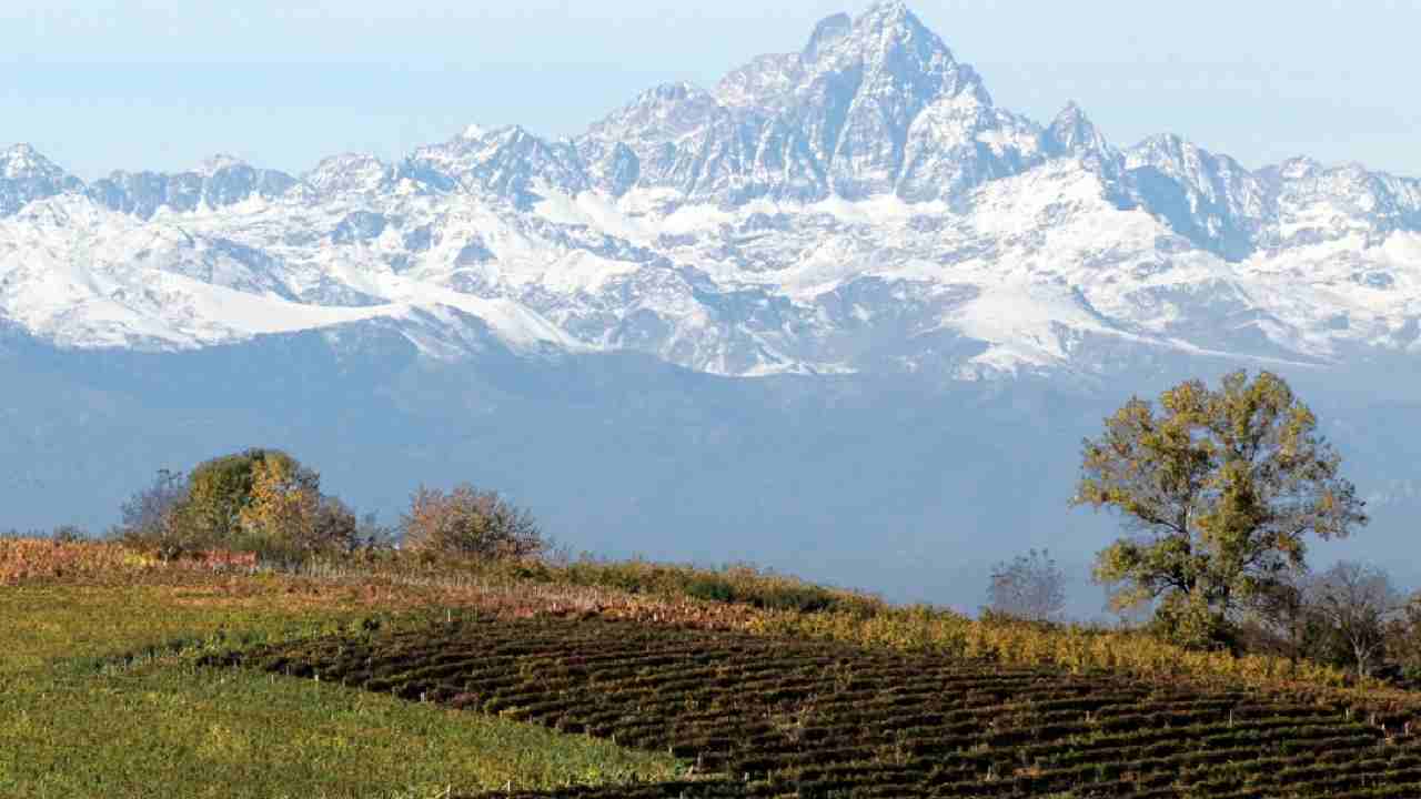 La vigna sulla collina della Cantina G.D.Vajra