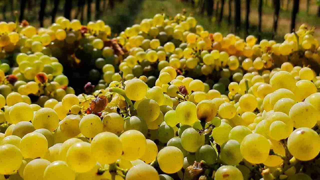 Grappolo uva bianca del vitigno dell'Azienda Vinicola Trebes