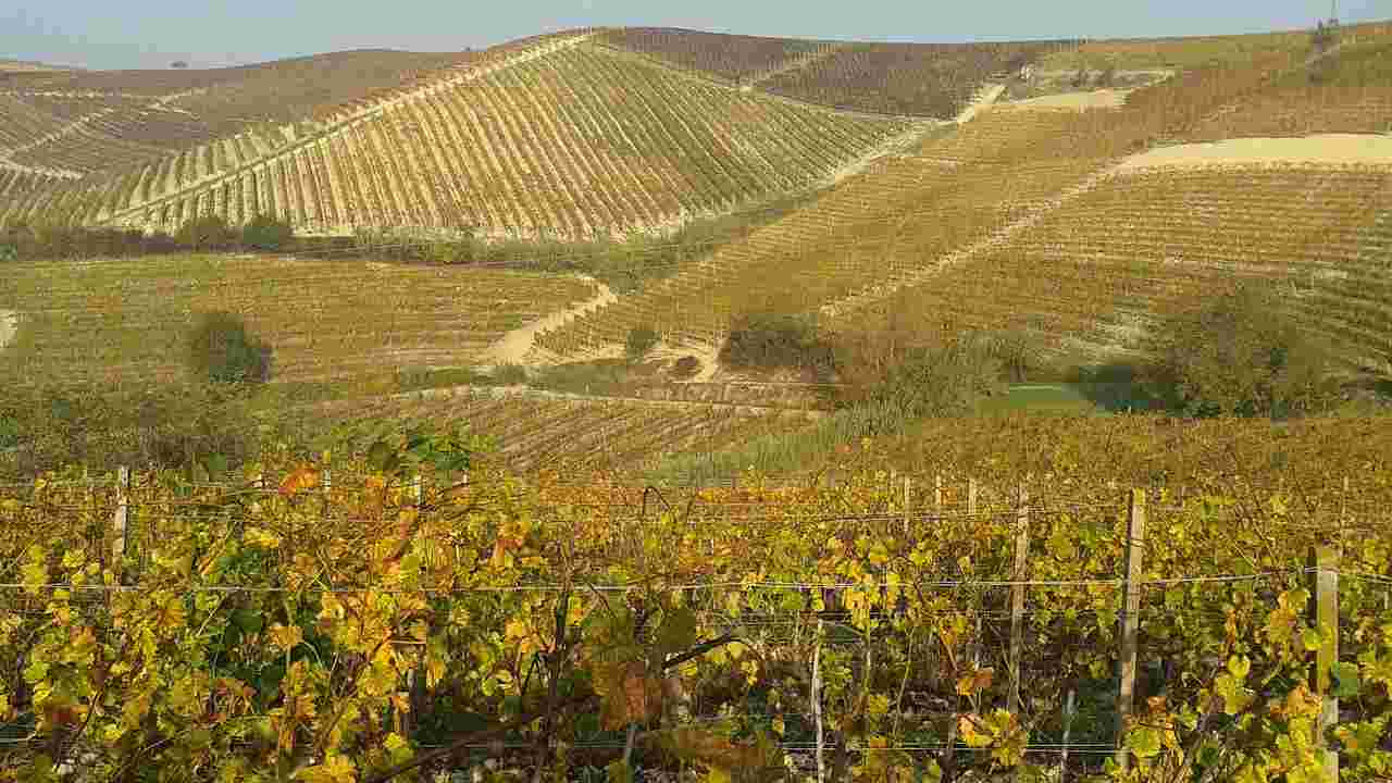 panoramica vigneto nel Monferrato