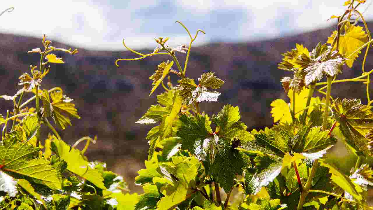 vitigno Retsina della Cantina Mylonas