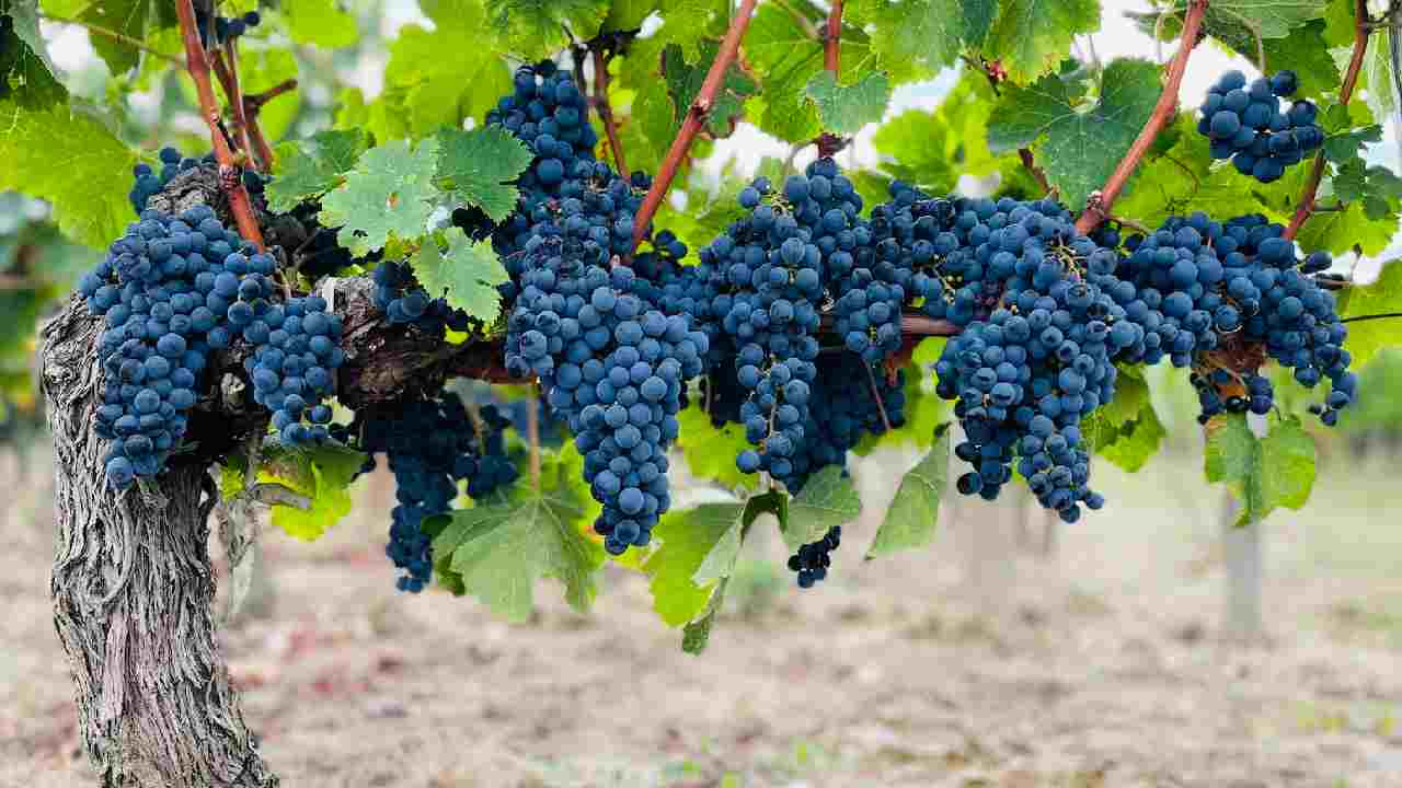 Grappoli di uva nera di Bordeaux
