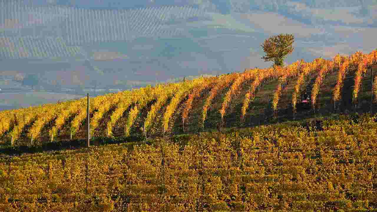 Vitigno di uve Barbera