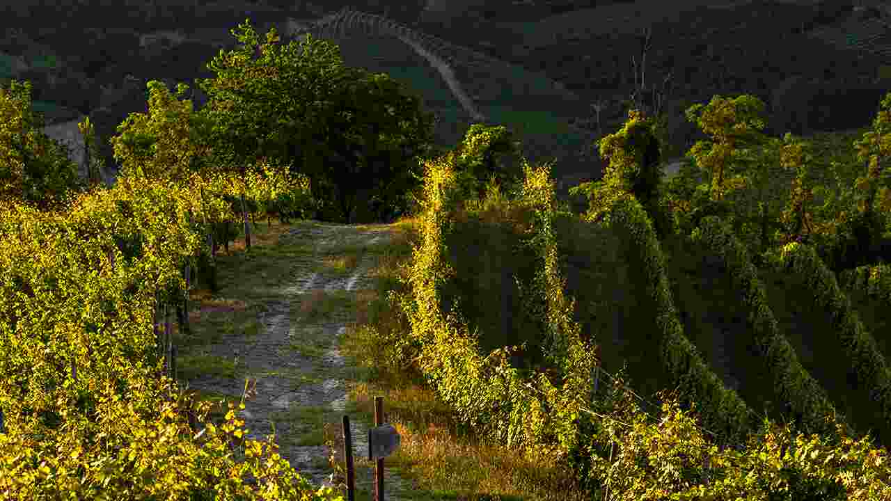 Vigneto della tenuta Poderi Colla