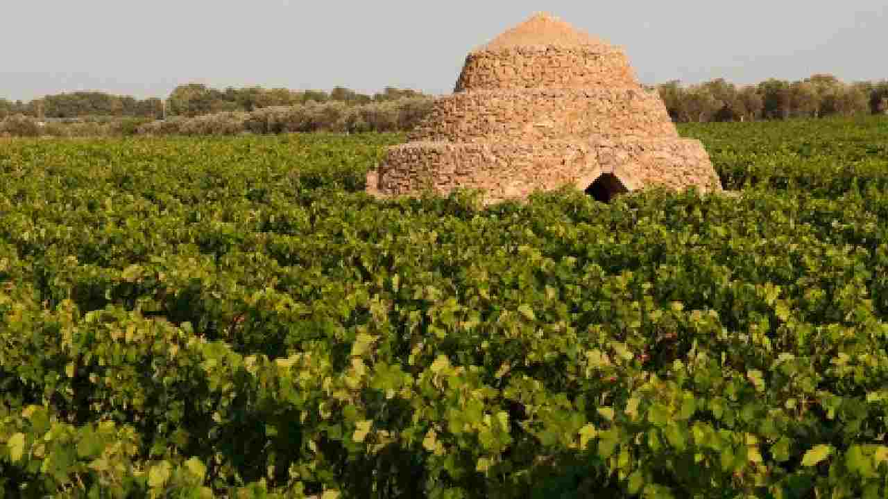 Vitigno del territorio di Manduria (TA)