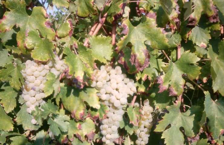 Grappolo d'uva dell'Azienda Agricola Biologica Chiara Profili