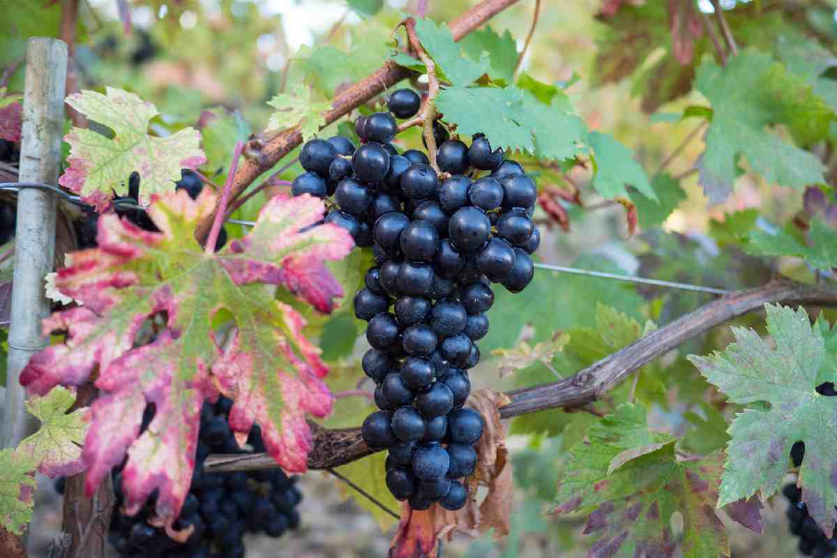 Grappolo di uva del vitigno Lacrima