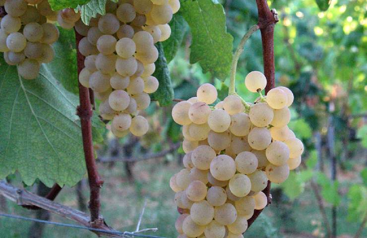 Pigato della Cascina Bruna di Ranzo, Imperia