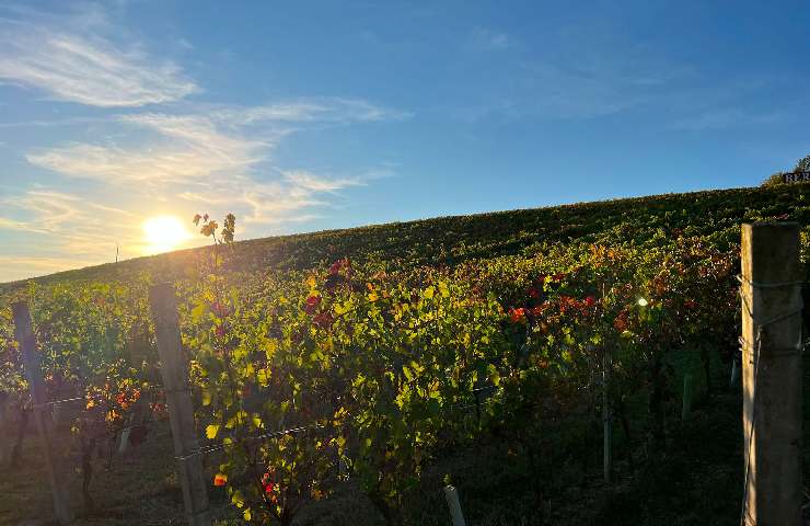 Vigneti della Cantina Bersano