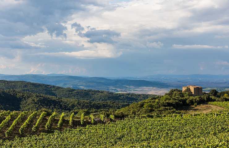 vigna di Brunello di Montalcino