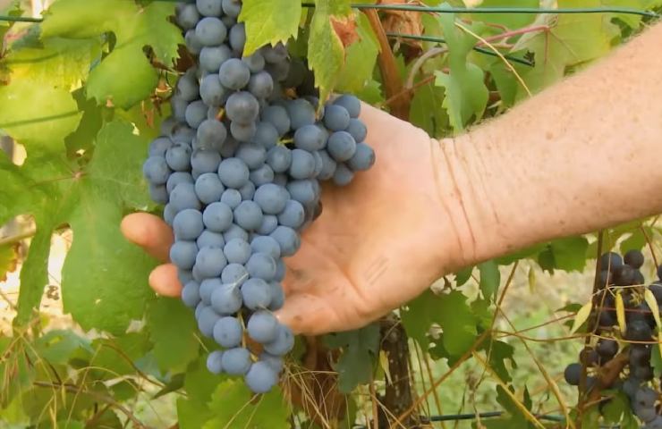 Frame del documentario "Resistenza Naturale" di Nossiter