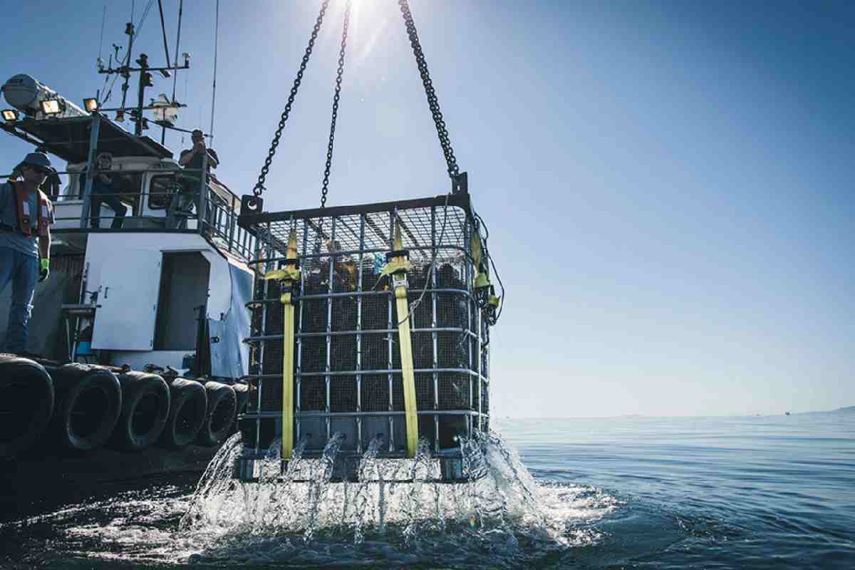 Affinamento in mare dell'Ocean Fanthoms