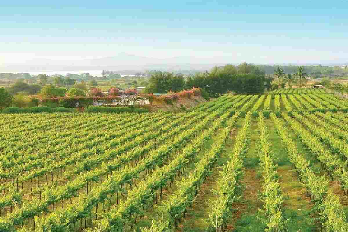 Sula Vineyards