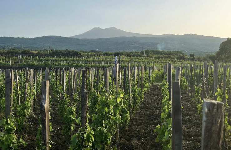 Vitigno alle pendici dell'Etna