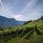 Alto Adige: eccellenza vinicola con 345 premi nelle guide enologiche italiane