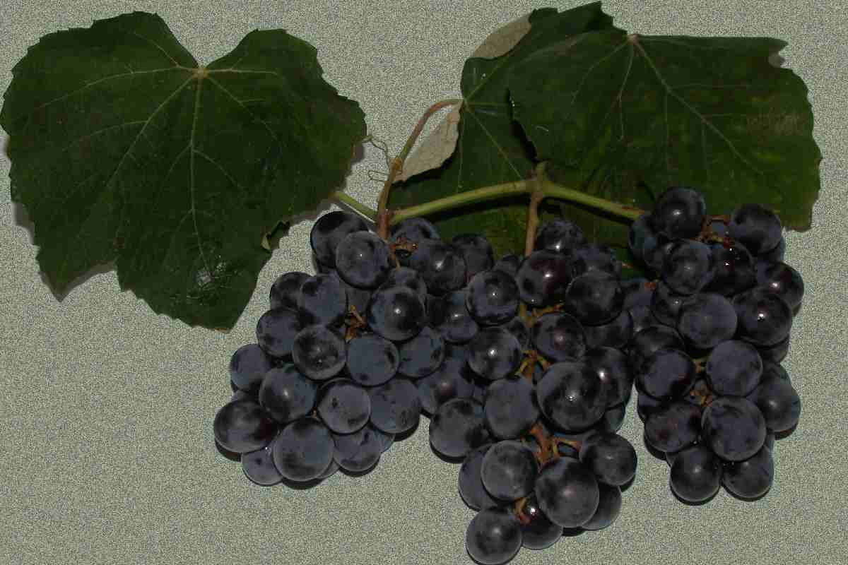 Varietà di uva fragola, utilizzata per la produzione del fragolino