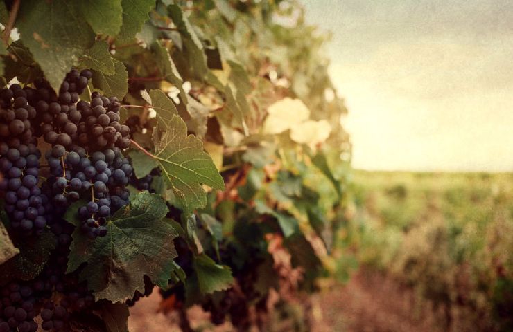 Vigneti dell'azienda agricola Cherchi