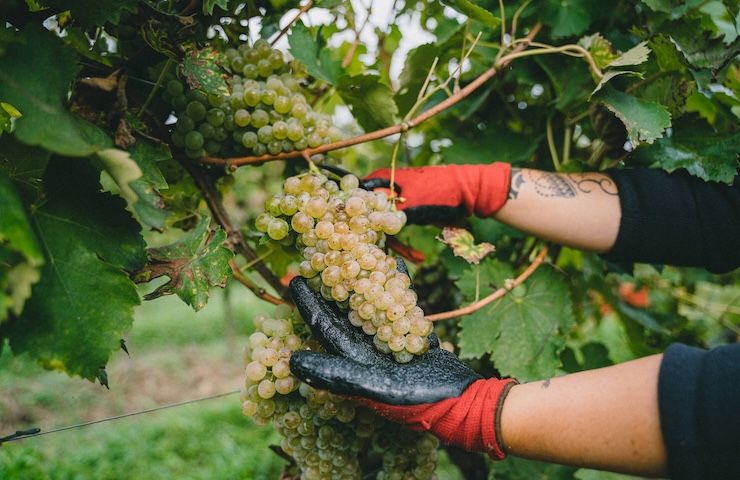 Vendemmia manuale, tutti i vantaggi e svantaggi da conoscere