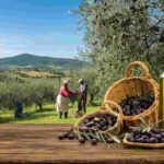 Olio in crescita: Umbria aumenta del 10% la superficie olivata, eventi imperdibili in Puglia e Toscana