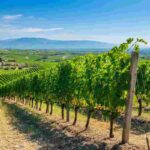 Terre Tollesi DOCG: alla scoperta dell'eccellenza vinicola abruzzese