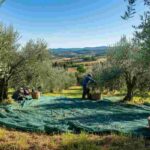 L'anno d'oro dell'olio evo del Consorzio Laudemio