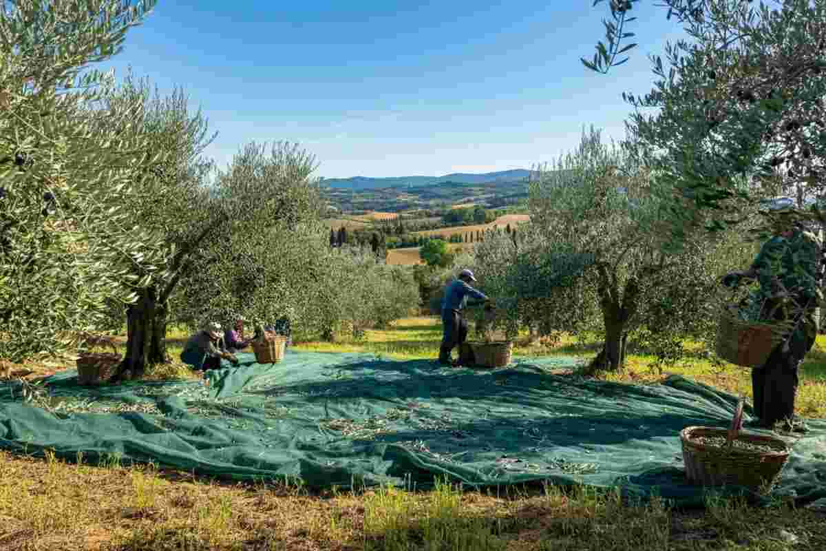 L'anno d'oro dell'olio evo del Consorzio Laudemio