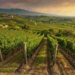 Montepulciano d'Abruzzo Colline Teramane: un viaggio nel cuore del vino abruzzese