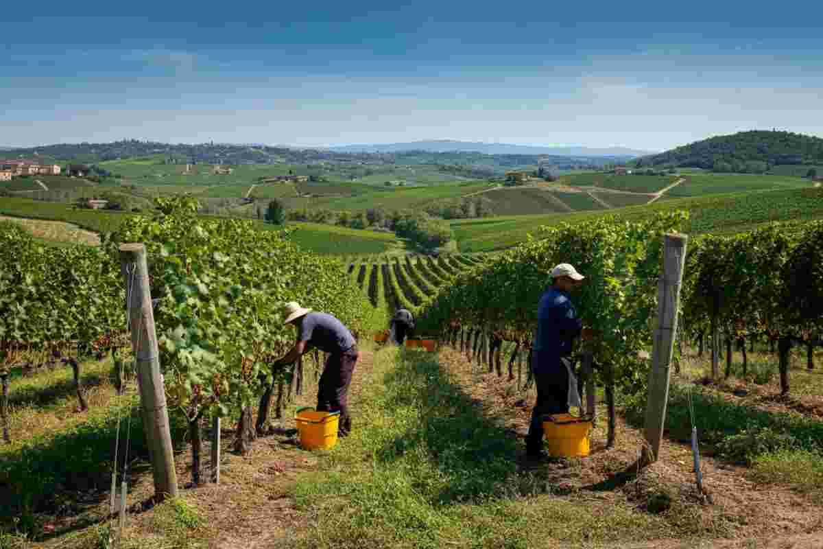 Prosecco Doc: una rivoluzione nel panorama del vino tradizionale