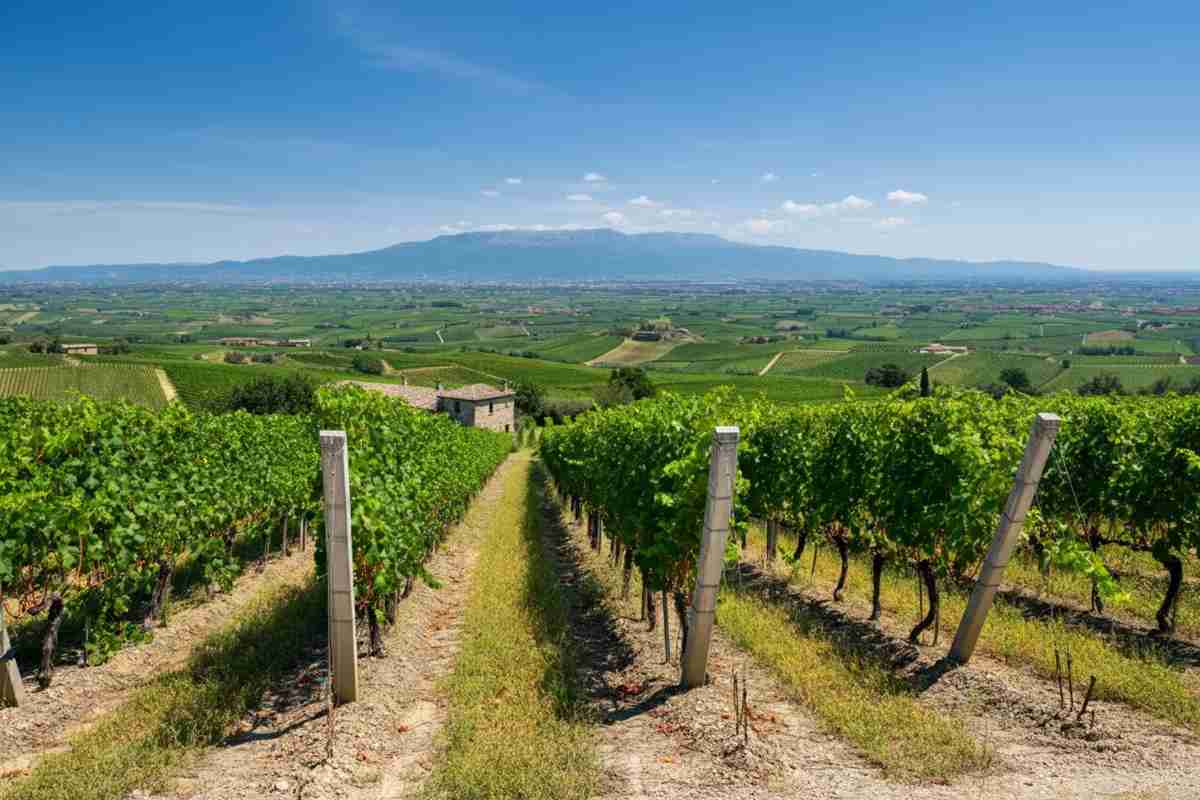 Scopri il miglior Cerasuolo d'Abruzzo sotto i 20 euro nella storica cantina vicino a Chieti