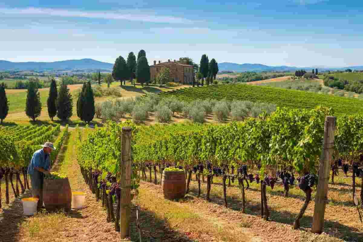 Scopri le Anteprime di Toscana: un viaggio tra i territori Dop e l'Igt che brillano