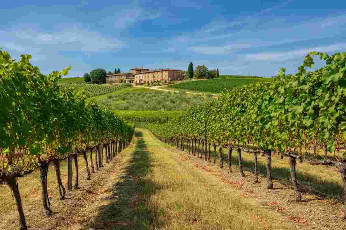 Tenuta Graidi festeggia 20 anni di Serrapetrona DOC con un'affascinante verticale del Robbione