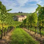 Alta Langa Docg: il vino dell'anno 2025 che conquista il Piemonte