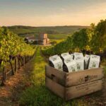 E.Leclerc e Grands Chais de France: il bag-in-box come salvezza per i vignaioli in crisi