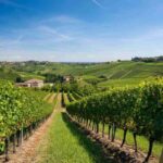 Franciacorta celebra 35 anni di successi: +130% di export dal 2010