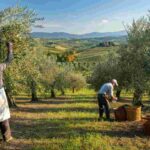 Olio italiano: opportunità e sfide nel mercato globale di Sol2Expo