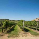 Paolo Lorenzo Spicci guida la rinascita della Cantina di Pitigliano